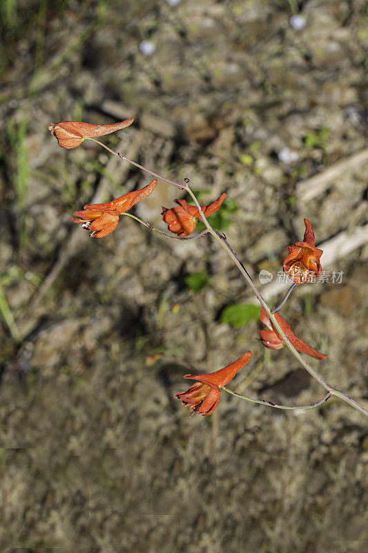 飞燕草(Delphinium nudicaule)，俗称峡谷飞燕草、红色飞燕草、橙色飞燕草和峡谷飞燕草，是毛茛科毛茛科多年生开花草本植物。加州索诺玛县的玛亚卡玛斯山保护区。